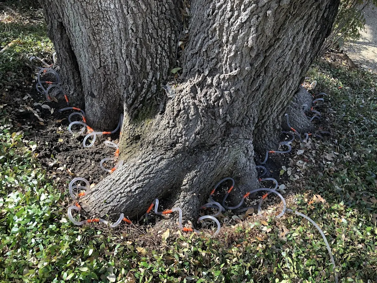 Detailed Tree Cabling and Bracing job site in Lemont Furnace