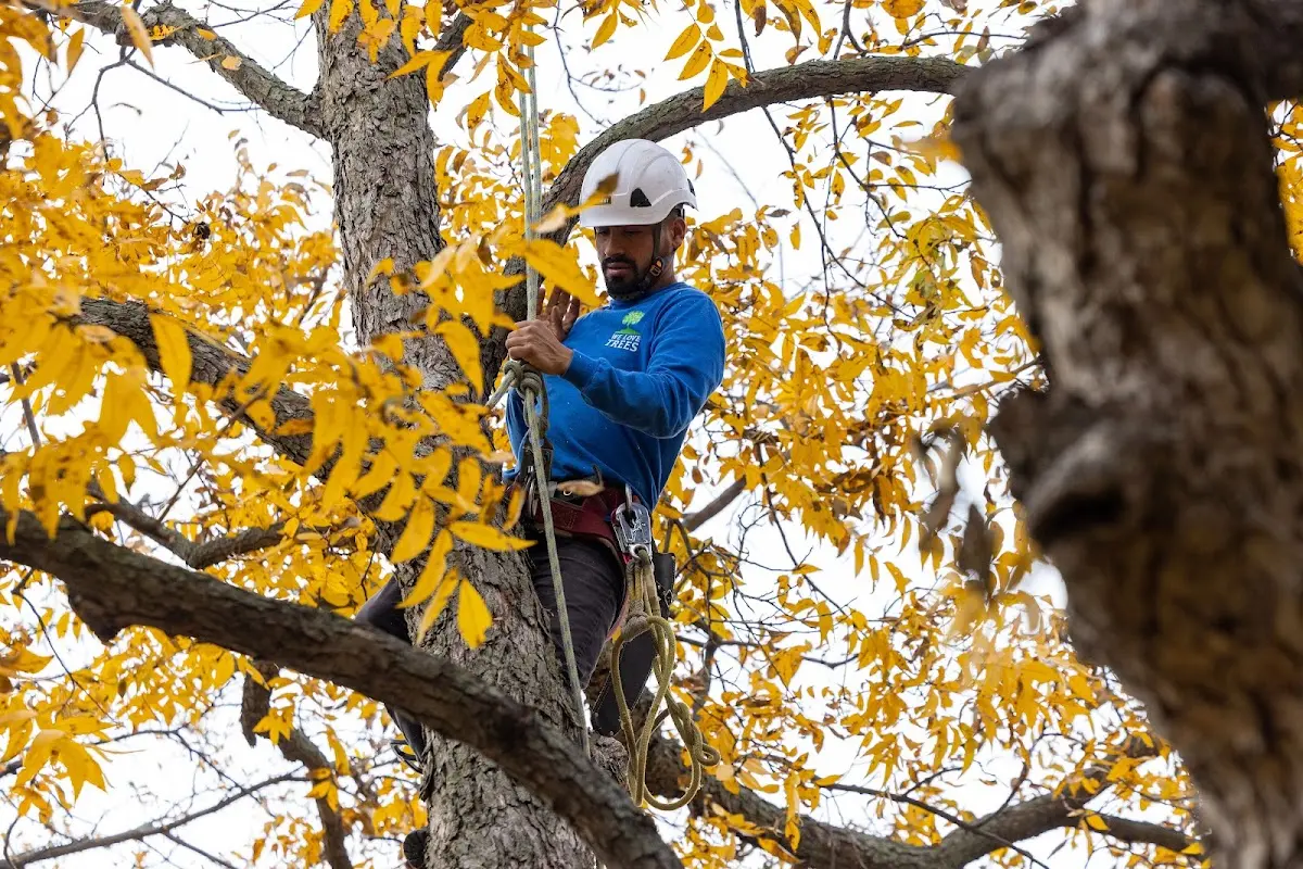 Skilled Tree Pruning crew working in Lemont Furnace